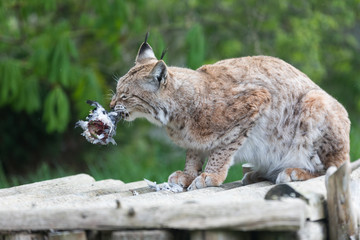 Lynx Cat Eating a Bird