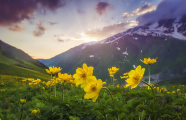 Sticker - Landscape of beautiful mountains at sunset. Yellow flowers on foreground on mountain meadow on evening sky and hills background. Nature of Svaneti, Georgia. Amazing view on mounts with colorful sky.