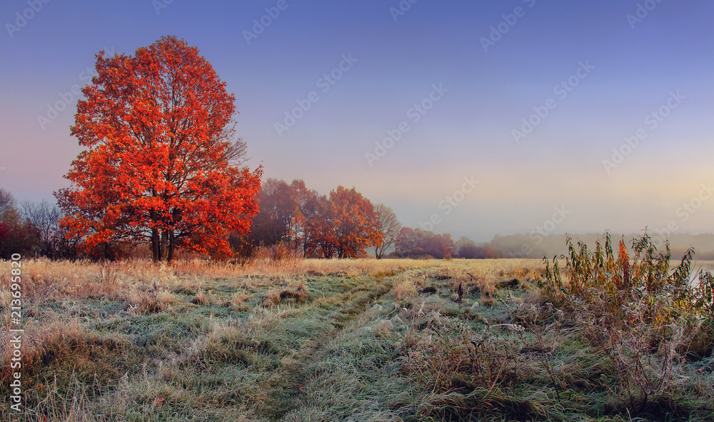Autumn nature landscape. Colorful red foliage on branches of tree at meadow with hoarfrost on grass in the morning. Panoramic view on scenic nature at fall. Perfect morning at outdoor in november - obrazy, fototapety, plakaty 