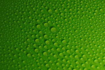 Wall Mural - water drops on green background texture