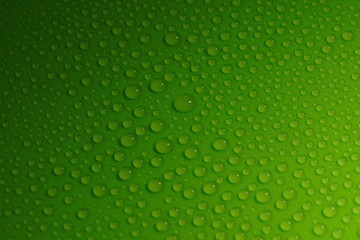 Canvas Print - water drops on green background texture