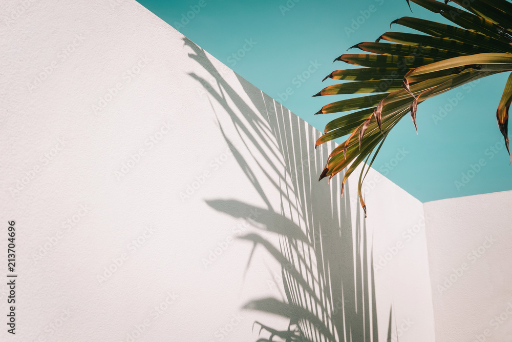 Palm tree leaves against turquoise sky and white wall. Pastel colors, creative colorful minimalism. Copy space for text - obrazy, fototapety, plakaty 