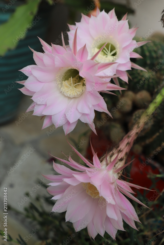 Stock-Foto phmere, fleur d'un jour, cactus echinopsis hybrideterra  cotta, cactus, fleur, rose, | Adobe Stock