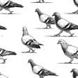 Vector pattern of walking urban pigeons