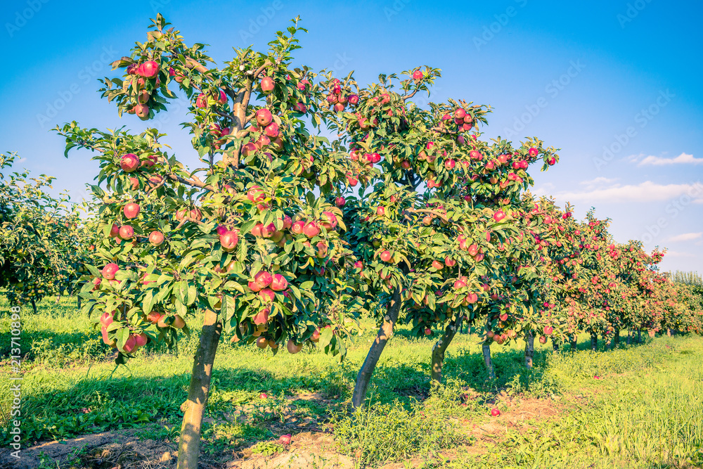 apple-tree-in-old-apple-orchard