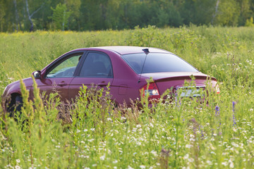 Canvas Print - Car on field in high grass