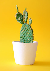 Bunny ears cactus in a white planter isolated on a bright yellow background