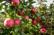 Apple tree bursting with ripening red fruit in farm orchard
