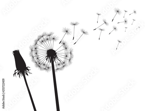 Black silhouette Dandelions Billede på lærred