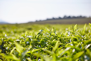 Lush Tea Field 2