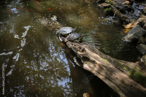 Plakat Żółwie do opalania: Żółw wygrzewający się w słońcu w stawie