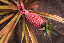Red Pineapple Growing On A Plantation On Oahu Island, Hawaii