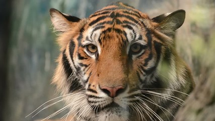 Wall Mural - bengal tiger face close up