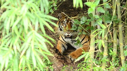 Poster - bengal tiger in a forest atmosphere