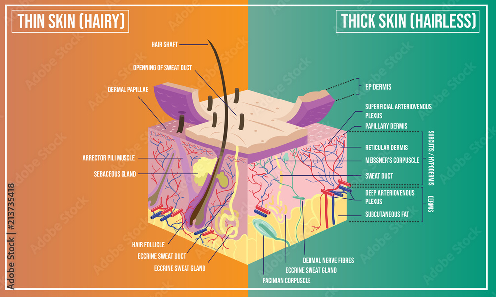 Vector illustration of Skin structure anatomy - obrazy, fototapety, plakaty 
