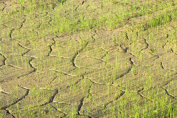 Sticker - Rice seedlings and barren soils.