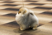 Cute Pomeranian Puppies With Beautiful Posture