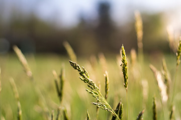 Green Meadows