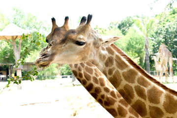 Cute giraffe head close up at the zoo.