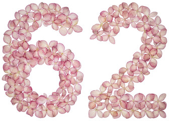 Arabic numeral 62, sixty two, from flowers of hydrangea, isolated on white background