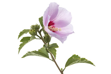 Flower of hibiscus, isolated on white background