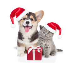 Pembroke Welsh Corgi Puppy And Kitten In Red Christmas Hats Sitting With Gift Box. Isolated On White Background