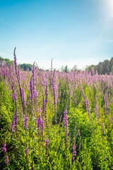 Canvas Print - Purple loosestrife against the light from the low sun.