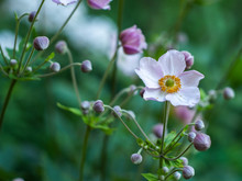 A Floral Natural Delicate Background. Anemone. Japanese Anemone (Anemone Hupehensis) In Flower. 