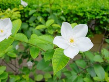 Close Up Of White Flower On Blurred Background (Orange Jessamine, Satin-wood, Cosmetic Bark Tree), Flower As A Background, Top View, Space For Your Text. Ecological Concept,