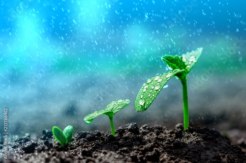 Cuadros en Lienzo Vintage seedling growing on the ground in the rain.