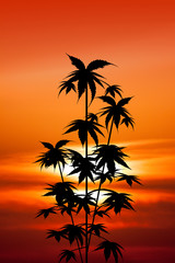 Poster - plants cultivation of cannabis at sunset