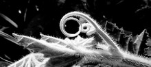 Pumpkin Plant Grows In Garden. Tendrils And Leaves Plant. Black And White Photo