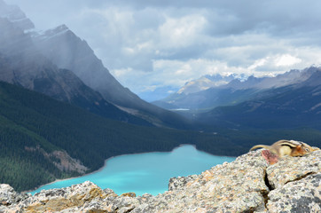 Peyto Lake Squirrel on Rocks 2