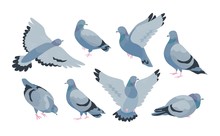 Collection Of Grey Feral Pigeon In Various Poses - Sitting, Flying, Walking, Eating. City Or Synanthrope Bird Isolated On White Background. Colorful Vector Illustration In Flat Cartoon Style.
