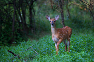 Poster - White-tailed deer fawn (Odocoileus virginianus) walking in the forest in Canada