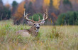 © Jim Cumming - White-tailed deer buck with huge antlers resting in the grass in autumn in Canada