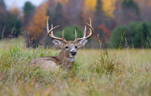 White-tailed Deer Buck With Huge Antlers Resting In The Grass In Autumn In Canada