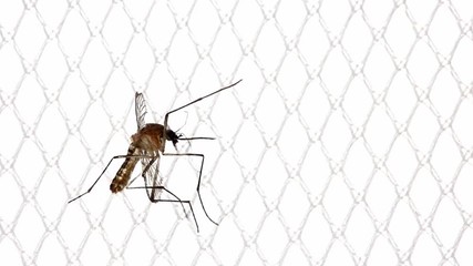 Spraying aerosol on the mosquito sitting on the net, closeup. Insecticide with a hand sprayer using for kill mosquito at home.