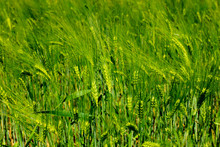 Green Grain Background, Rye On A Sunny Day