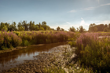 Sticker - Old creek on a summer evening