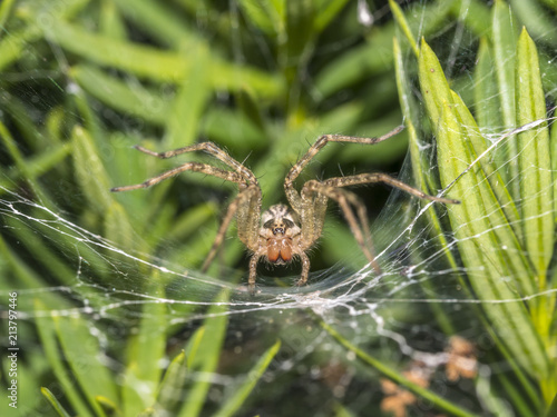 Tegenaria Domestica Barn Funnel Weaver Spider Buy This Stock