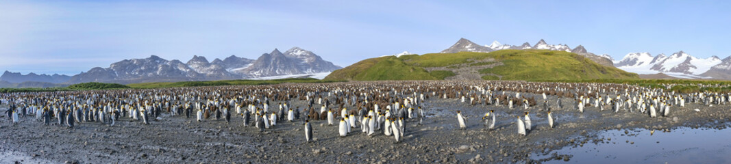 King Penguin Colony, Salisbury Plain, South Georgia Island, Antarctic