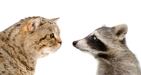 Wall Mural - curious cat scottish straight and funny raccoon, isolated on white background