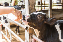 Closeup - Baby Cow Feeding On Milk Bottle By Hand Man In Thailand Rearing Farm.
