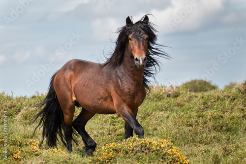 Zdjęcie XXL Dziki koń w Galicji