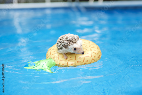 Fotografía hedgehog on floting life buoy