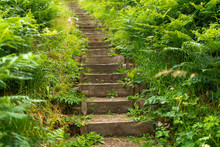 Uphill Timber Edged Treads Of Steps On A Stairway Path Leading Mysteriously Upwards Through Dense Vegetation And Ferns Being Part Of A Country Walk 