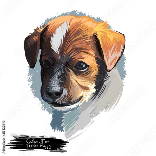 Cchilean Fox Terrier Puppy Pet Of Chile Origin Friendly Short