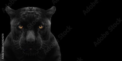 Foto  black panther shot close up with black background