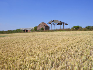 Poster - old farm and golden wheat